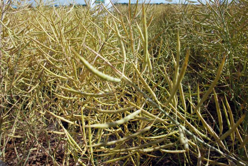 Свитото предлгане от Украйна натиска вноса на рапица в ЕС