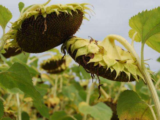 В Украйна ожънаха 90 на сто от слънчогледа и едва половината царевица