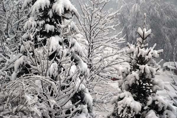 От 2 декември започва общественото обсъждане на бъдещото управление на парк „Витоша“