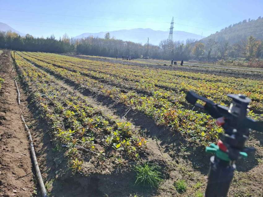 Горският разсадник в Симитли ще осигури 400 000 фиданки за догодина