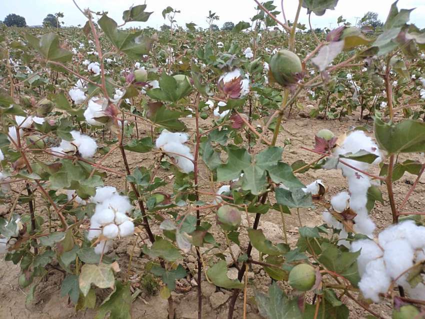 Български сортове памук дадоха силни резултати в Украйна