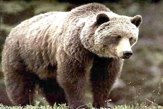 Нови правила за действие при навлизане на мечки в села и градчета