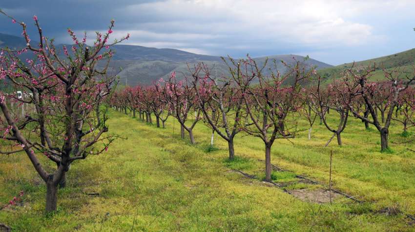 Защо корените на дърветата излизат на повърхността?