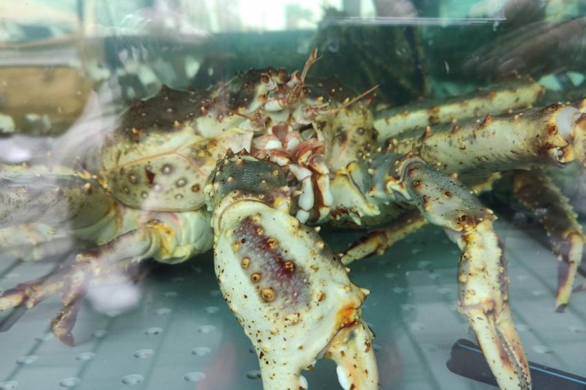 Бизнесът с миди настоява за национален регистър на фермите