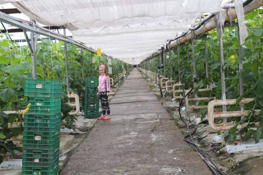 17,5 млн. лв. де минимис за стопаните на оранжерийни зеленчуци, картофи, рози и тютюн