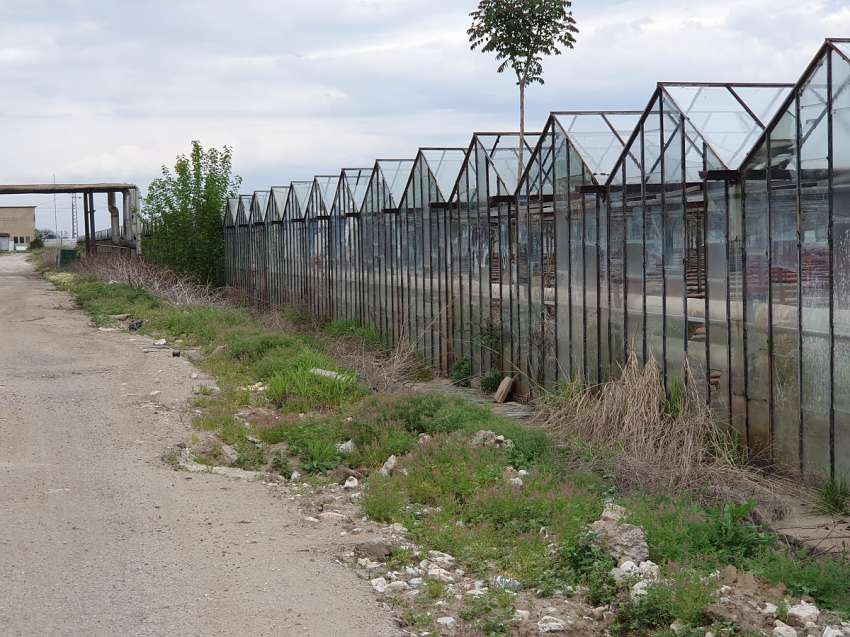 Оранжерийни производители бяха подкрепени в борбата с доматен молец
