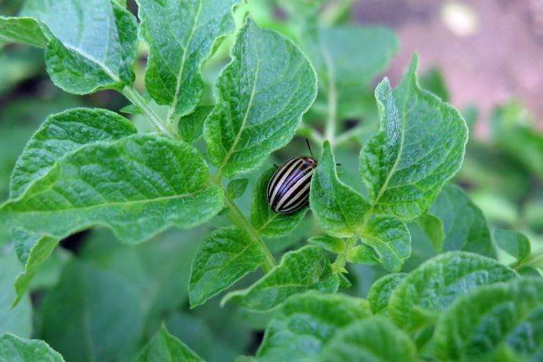 Проект: Работници без средно образование да могат да третират с пестициди