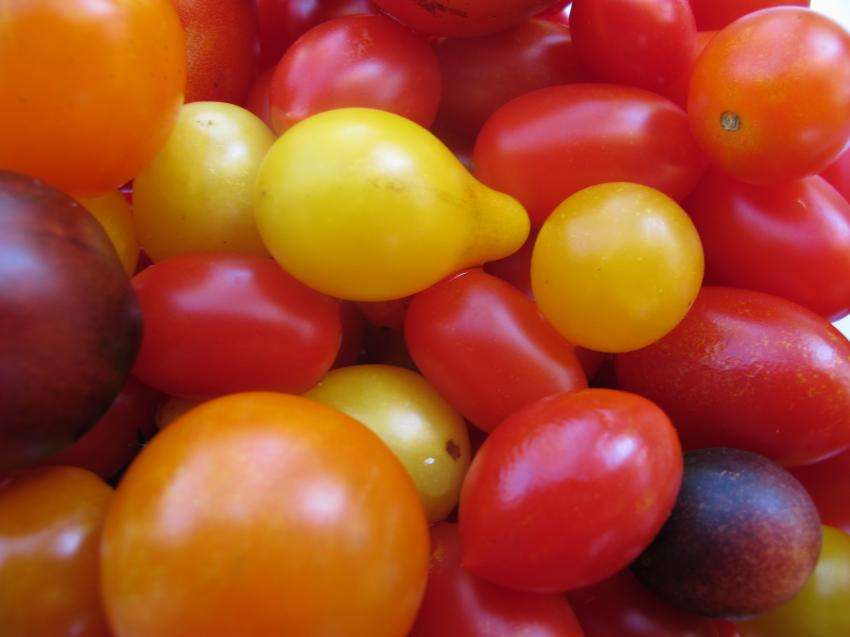 Съветът и Европарламентът се разбраха за правила за новите геномни техники