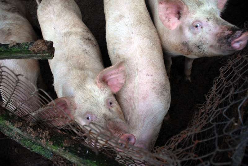 ЕК определи заразената с АЧС зона в Испания и спешни мерки за контрол