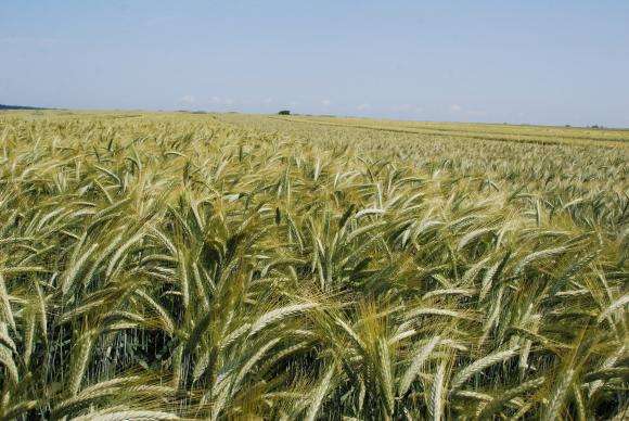 Исторически спад: След 20 години фермерите засяха под 10 млн. декара с пшеница