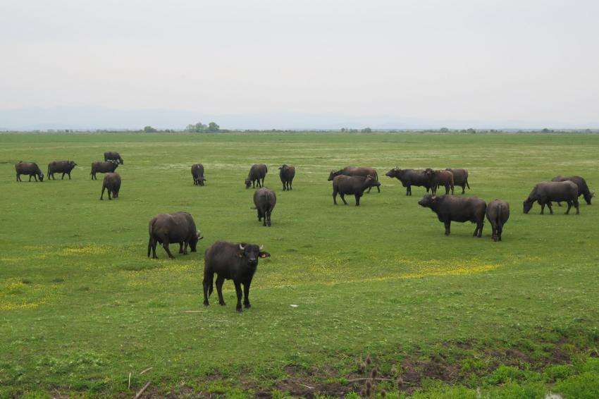 С промени с Наредба 6 се въвежда дегресивна ставка при био растениевъдството