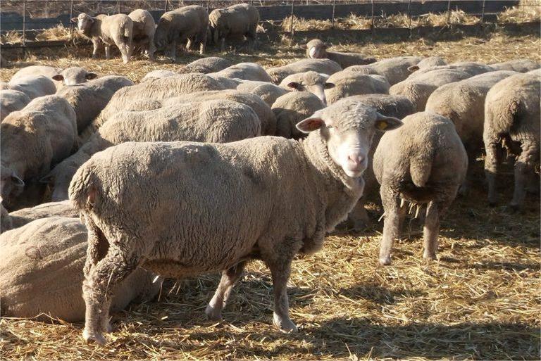 Приет е проекторегламент за защитни механизми при аграрния внос от Меркосур