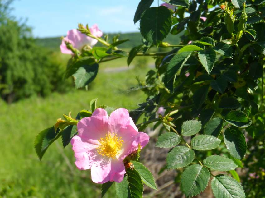 Фермерите получиха малко над 40 млн. лв. за агроекология