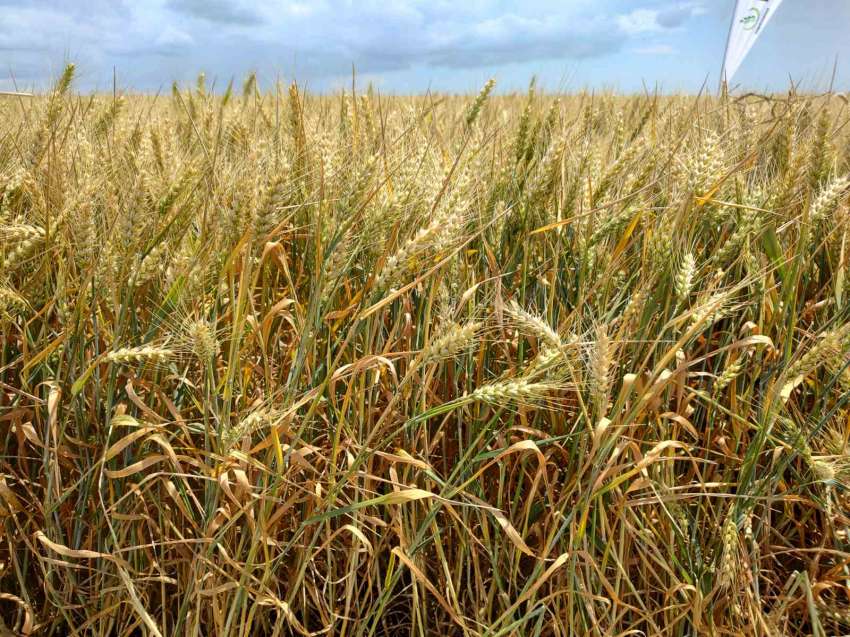 Над половината угари остават неизползвани, но ротацията при пшеницата се подобрява