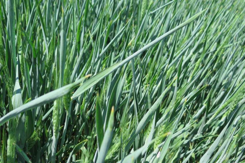 Украйна е увеличила над 6 пъти изнесените количества ечемик за Турция