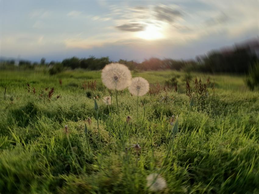 През седмицата: Такова магаре имаме, такова ще си яздим