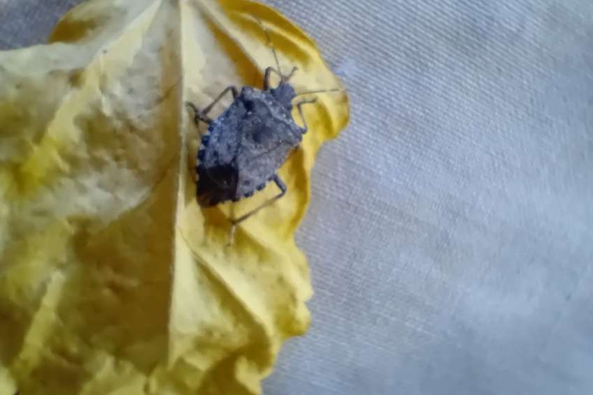 �������� �������� ���������� � ������ ��������� ��������