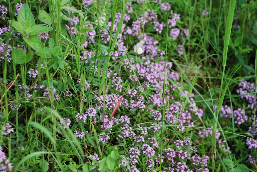 ДФЗ преведе и 43 млн. лв. по НАТУРА 2000 – последно плащане за 2025 г.