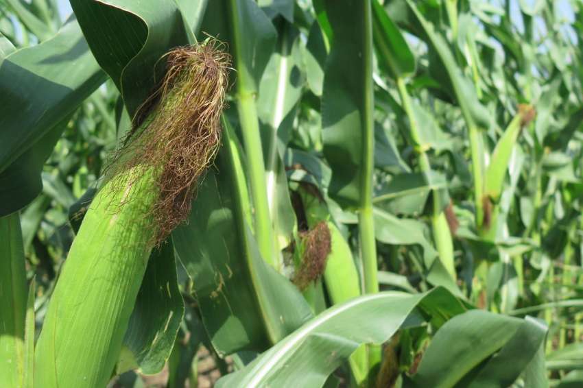 Â Þæíà Êîðåÿ íàáëÿãàò íà âíîñà íà ôóðàæíà öàðåâèöà çà ñìåòêà íà õëåáíàòà ïøåíèöà