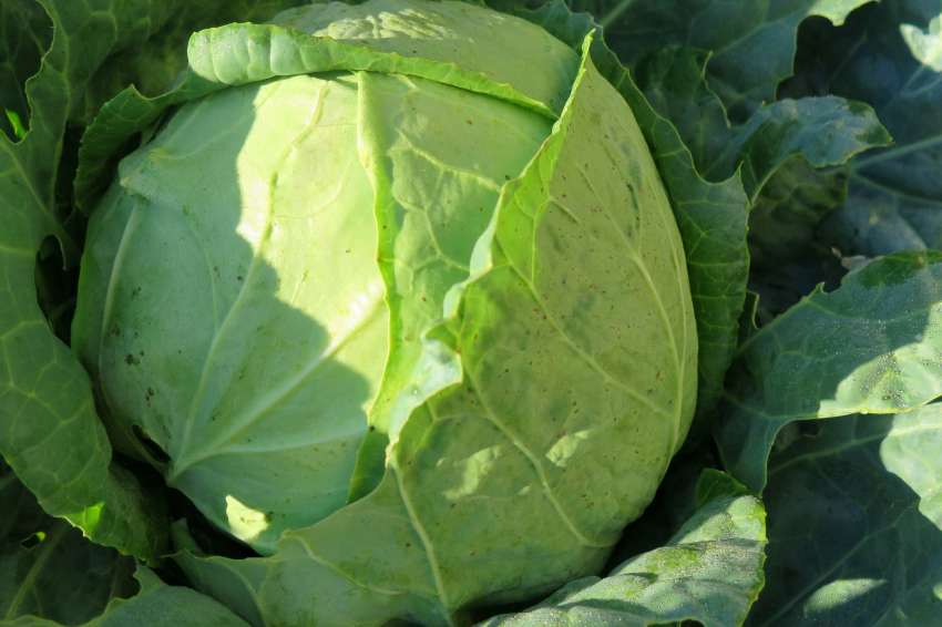 Фермерите в Украйна стигнаха дотам да раздават безплатно зелето