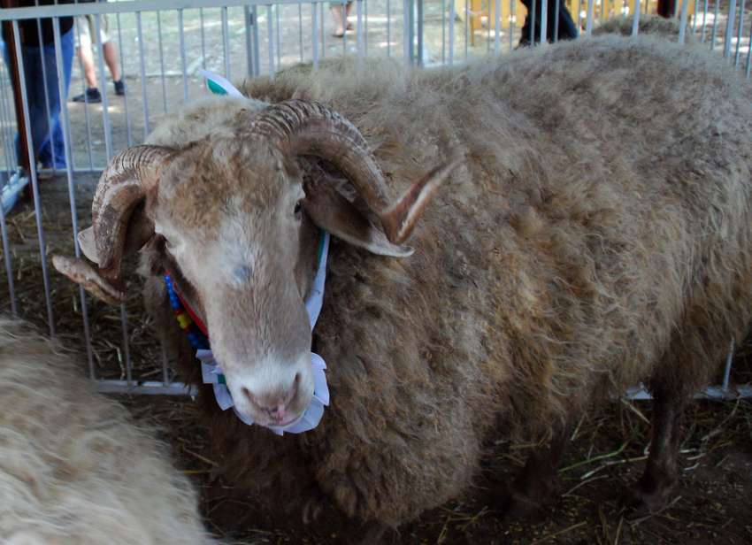 �������� �������, ������� 5 ���� � �����, �� ����������