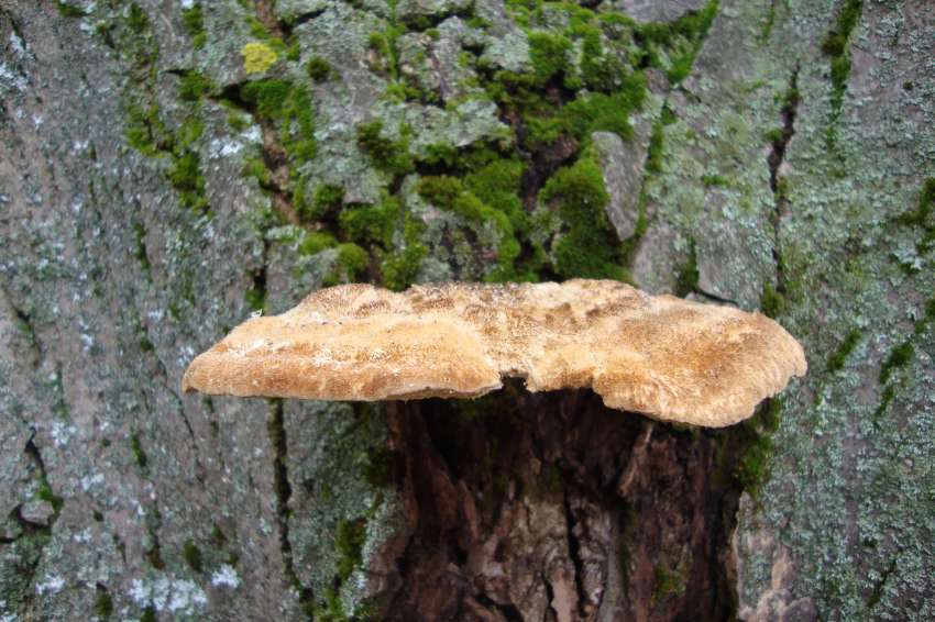 ������, ����� ������� ����������� �� �������