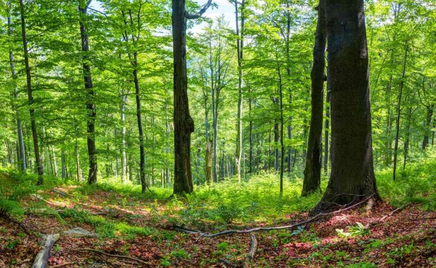 Кабинетът промени наредбата за оценка на земите в горите заради еврото