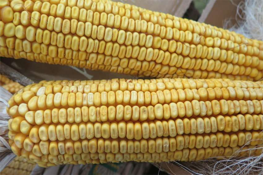 ����� ����� 70 �� ��� �� �������� �� �������� � ����� � ���������� �� �������