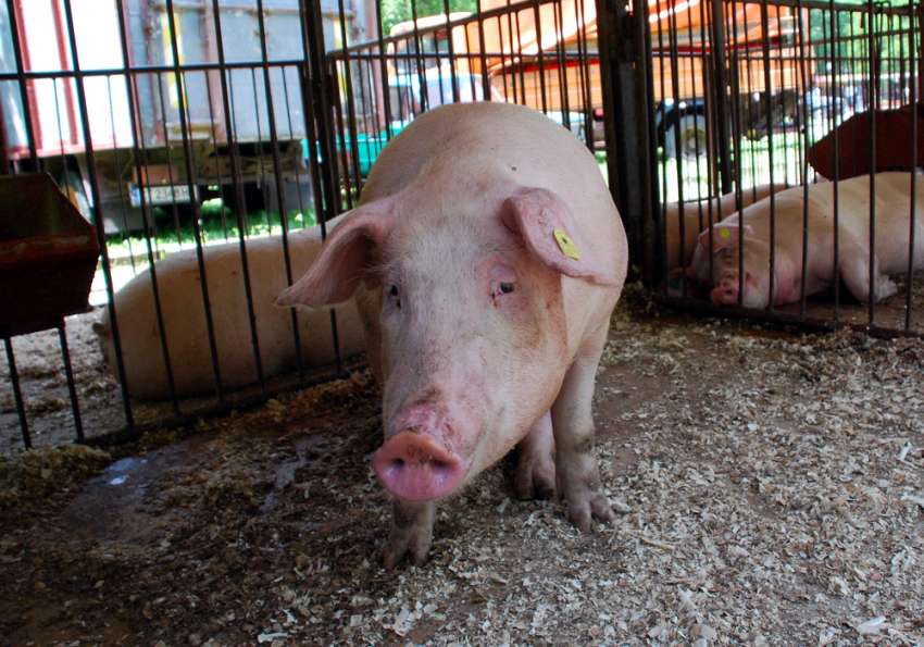 ����� �� ������� �� ������� � ����� ����� ��� 40 �������