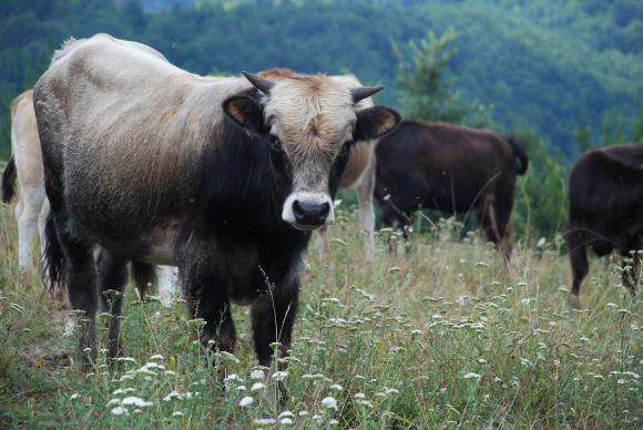 Селскостопанската продукция в ЕС е поскъпнала с 3 на сто за година