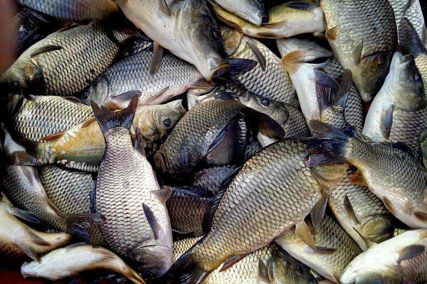 Годишните приходи от износа на риба от Турция гонят 2 милиарда долара