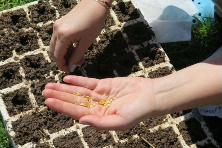 Търсят чрез търг доставчици на зеленчукови семена за селяните в Украйна