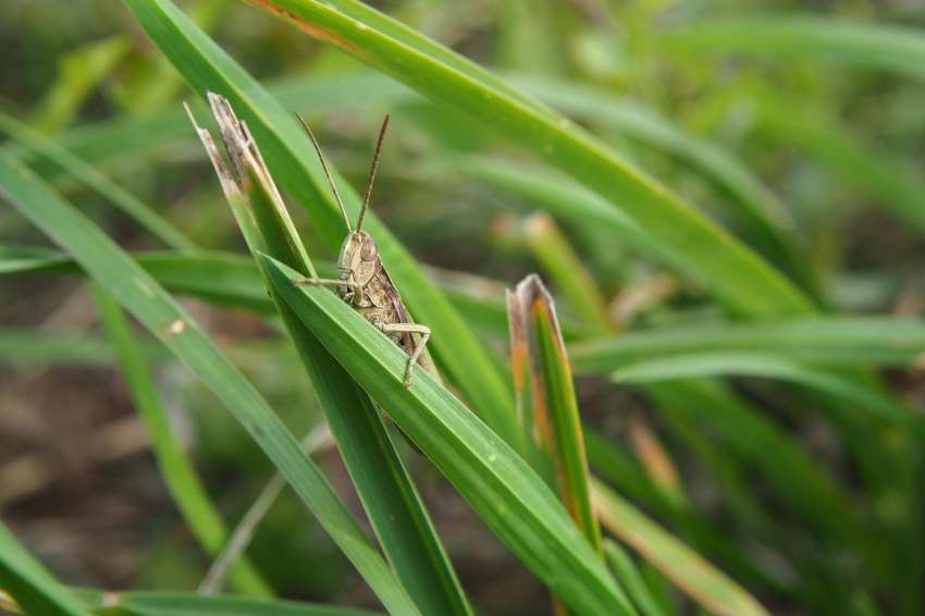 ���������, ����� �� �� �� �����������: ���������� � ������ ��������