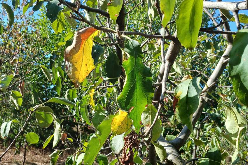 ���������� ���������� 130 ������ �� ������������ ������ � ��������