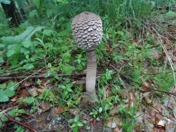 �� ������ �� ���� � �������� ����������� ������� ����� � ����