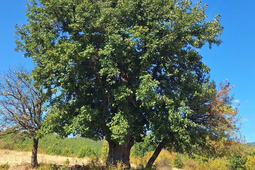 ���� ����� �� 250 ������ ���� 4-�� ���� �������� ������� ������� � ��������