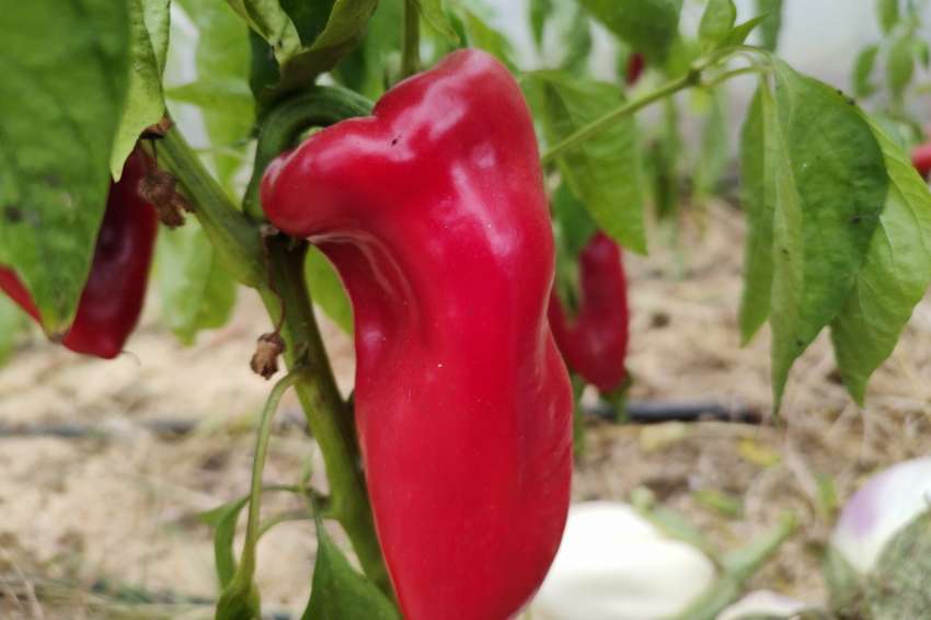 Вносът на зеленчуци в България изпреварва износа 9 пъти и продължава да расте