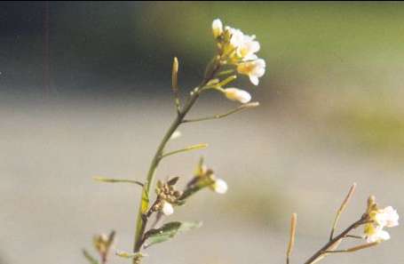 ��������� ������, �� ���������� �� �������������� ��� ��������