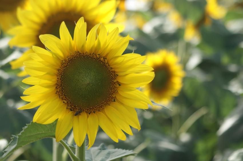 ������ �� ����������� � ������� �������� ���-�������� ��������� �� 2025/26 �.