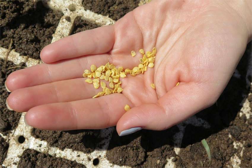 ��������� ����� �� ������ �� �������