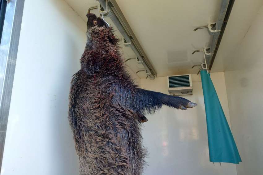 Нови случаи на АЧС при глигани тревожат свиневъдите в страната