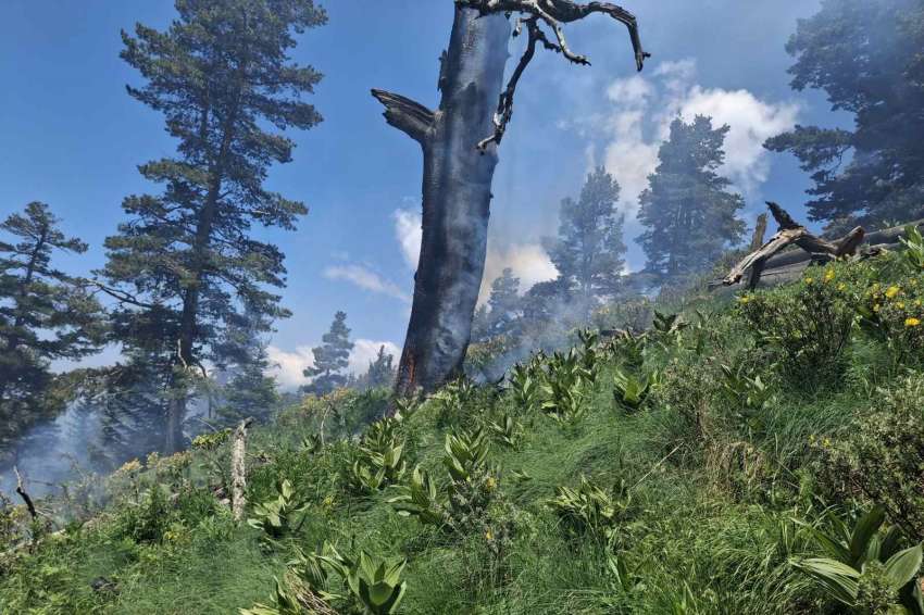 WWF предупреждава: „Опростяването“ на законите на ЕК застрашава природата и здравето