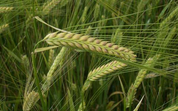 ������ ����� ���� �� ��������� �� 255 000 ���� ������� ������