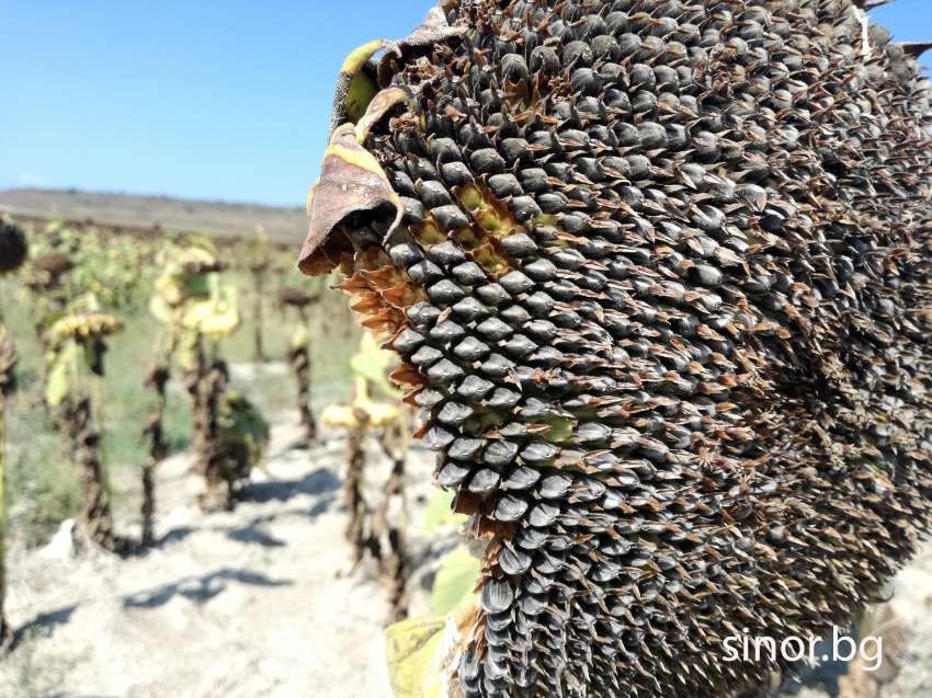 ������ �� ����������� � ������� ����������� �� �� �������� 