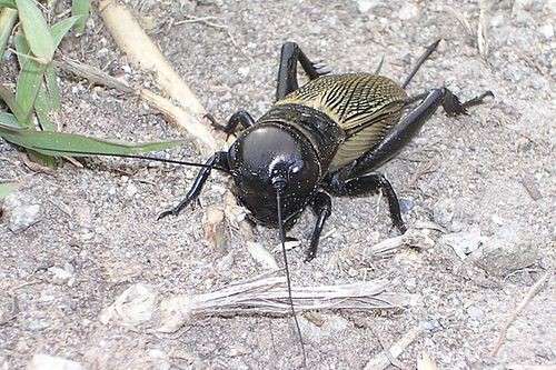 �����, ����� �����, ��...���� � �������