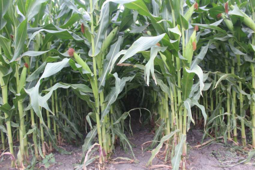 �������� ����� ������� �� USDA ���������� ������ �� ��������