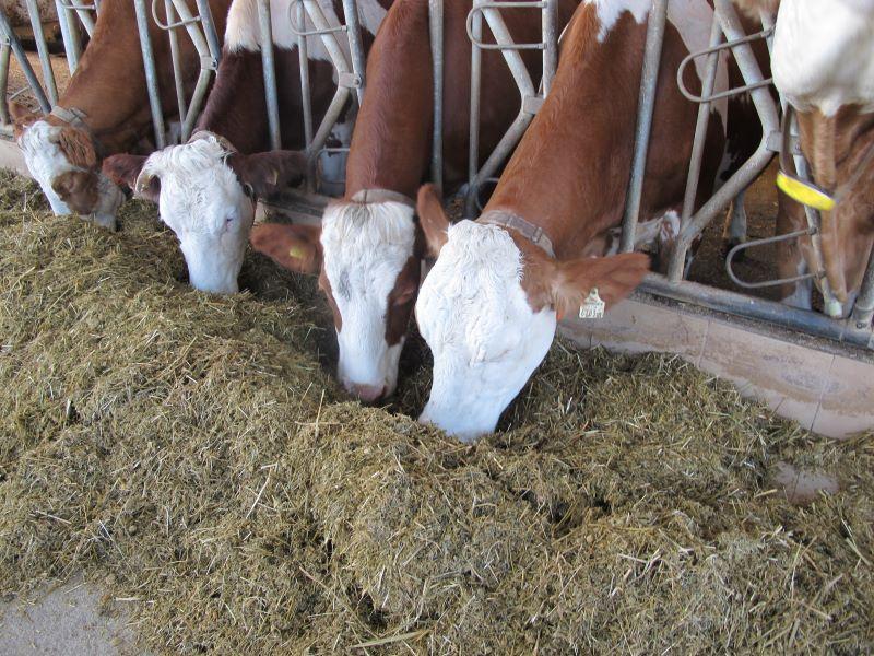 ��������� �� �������� �� ��������������� �������� �� ���� ���� 2026 �.