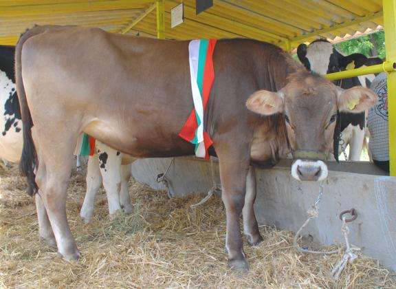 Променят директните плащания: нови изисквания за мляко и животни, край на някои еко схеми