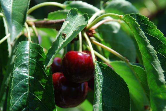 Гърция изпреварва 4 пъти България по биоплощи, агросекторът там расте