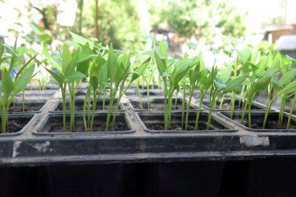 Пикиране и пресаждане на разсада – защо и кога